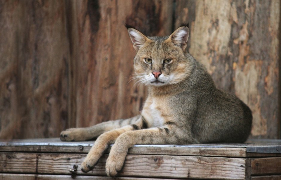 Кавказская Лесная кошка Felis Silvestris Caucasica