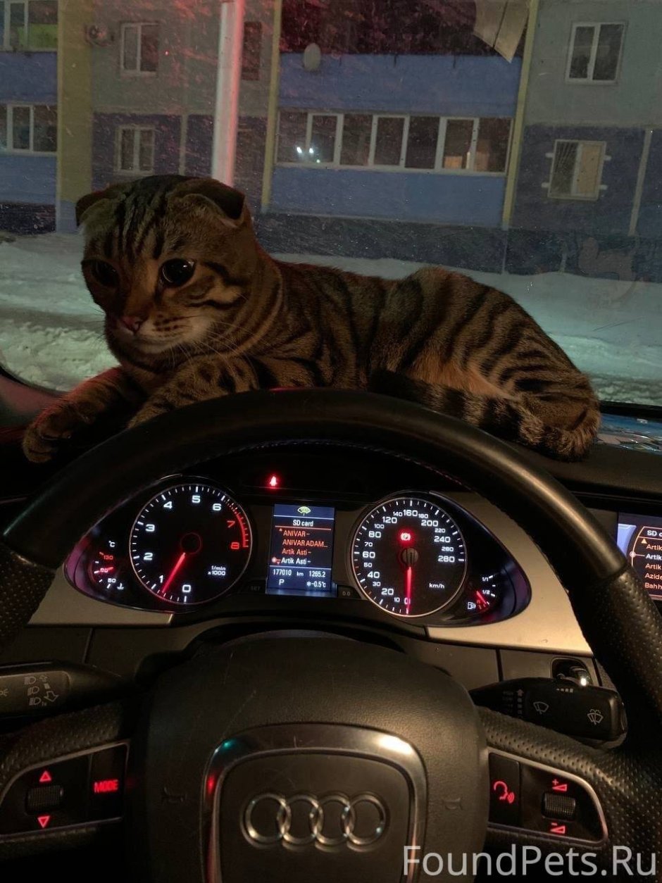 Бурая Саванна кошка