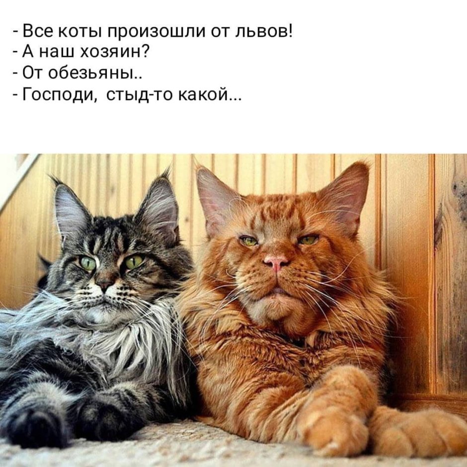 Кошки породы каракал