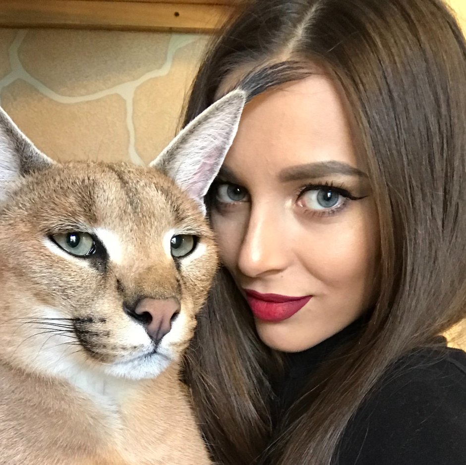 Кот породы виверровый камышовый