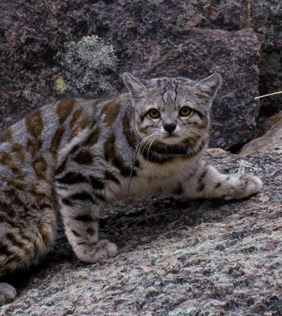 Золотая кошка (profelis aurata)