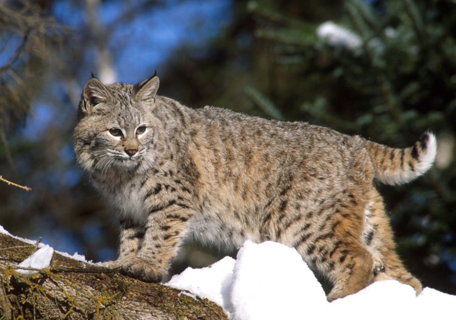 Рысь обыкновенная Lynx Lynx Linnaeus, 1758
