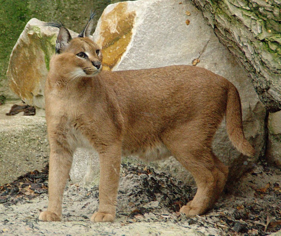 Китайская Гобийская кошка