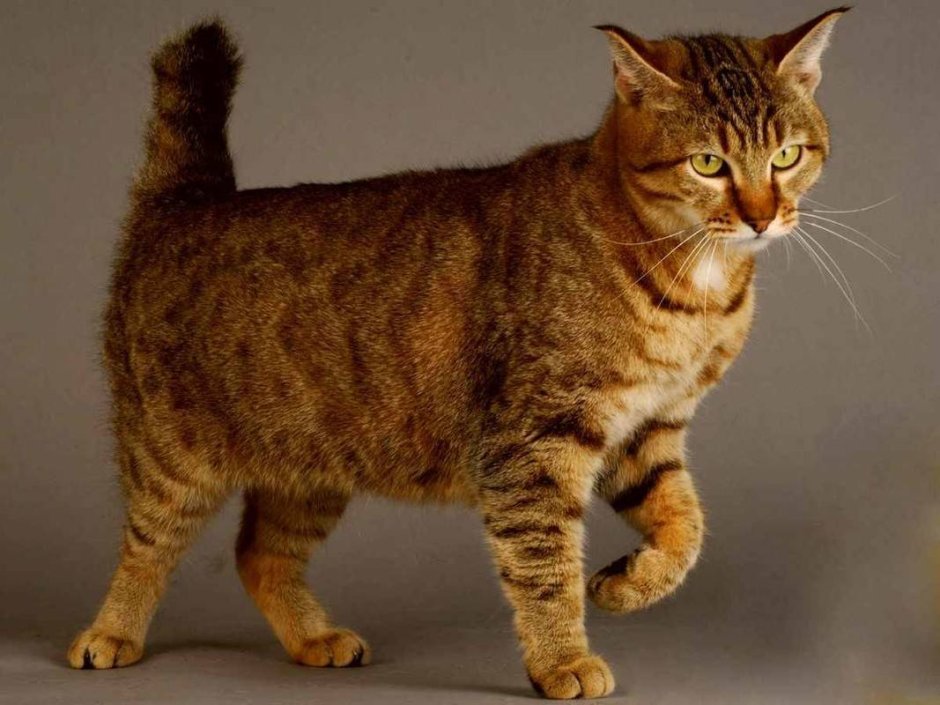 Шотландская Дикая Лесная кошка