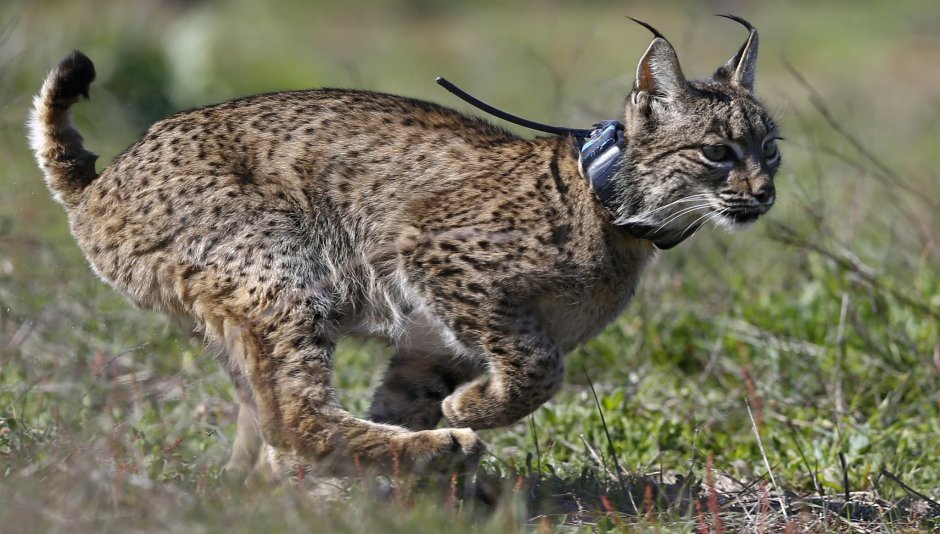 Кот Манул