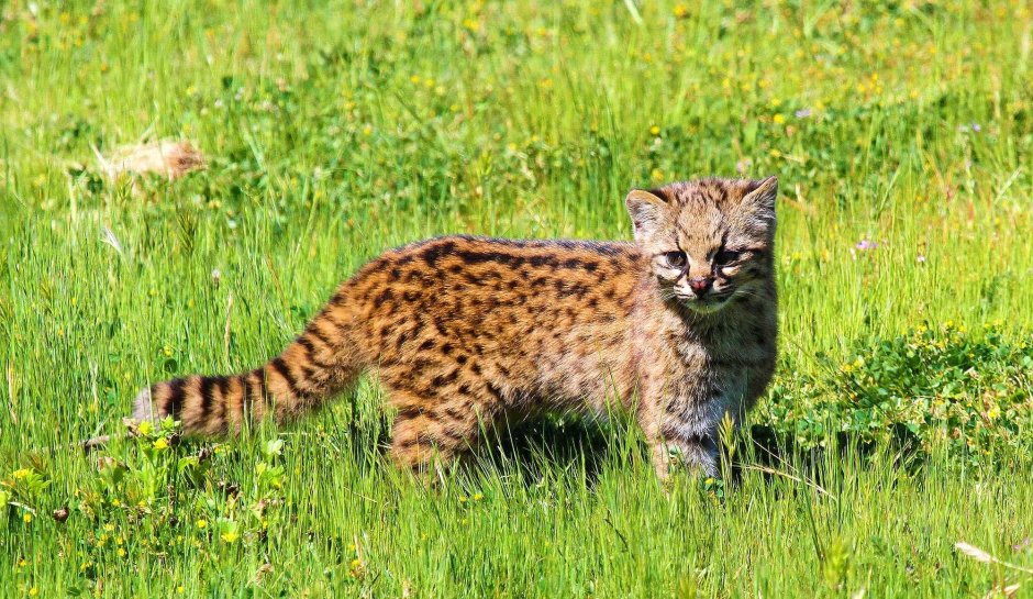 Американский бобтейл