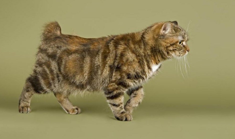 Дикая кошка с коротким хвостом