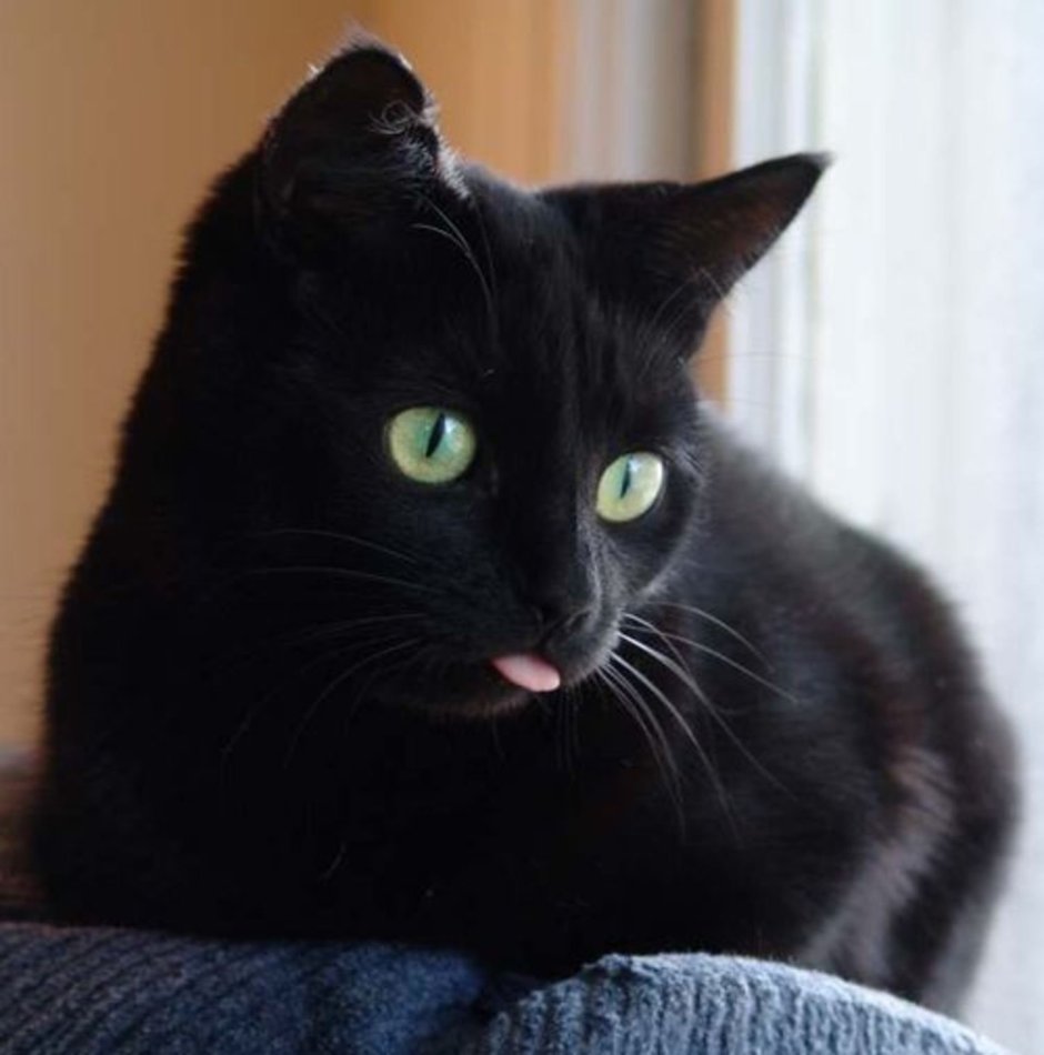 Чёрный котик