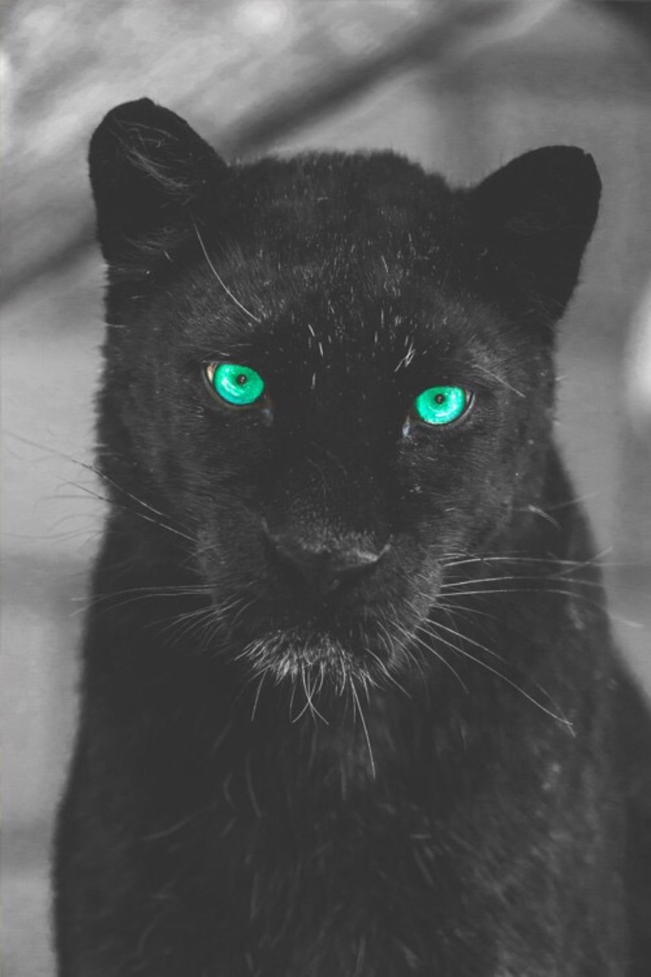 Чёрный кот с зелёными глазами