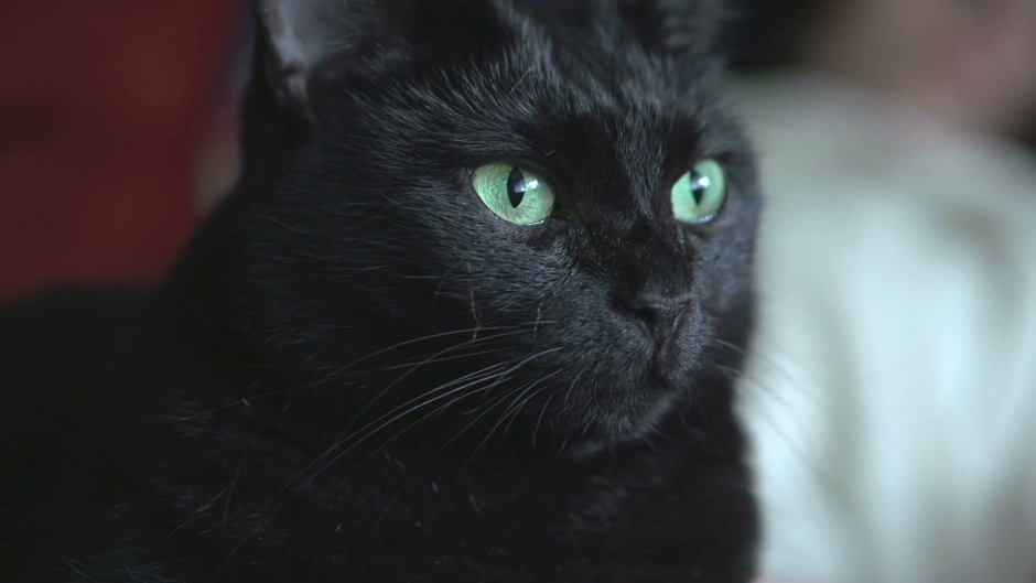 Черная кошка