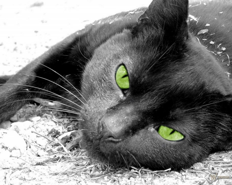 Коты Воители Горелый