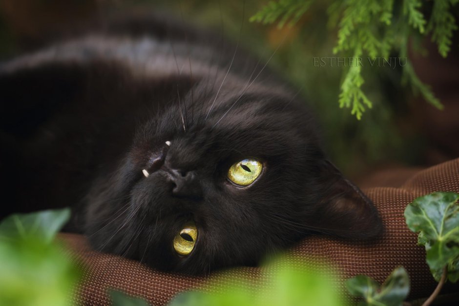 Чёрная кошка Эстетика