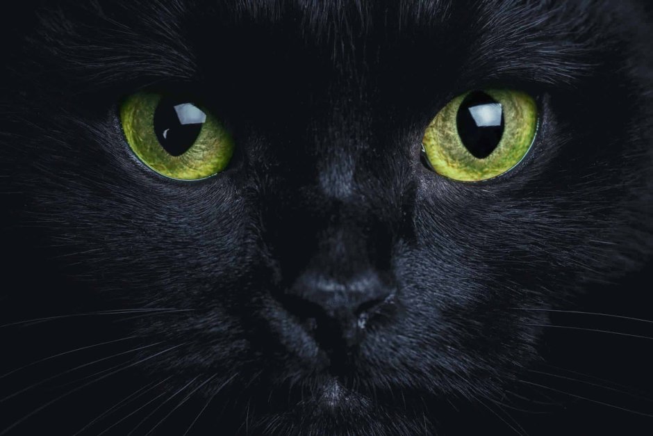 Чёрный кот
