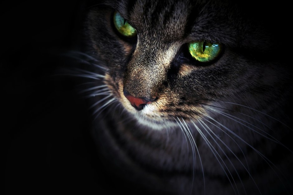 Чёрные коты с зелёными глазами
