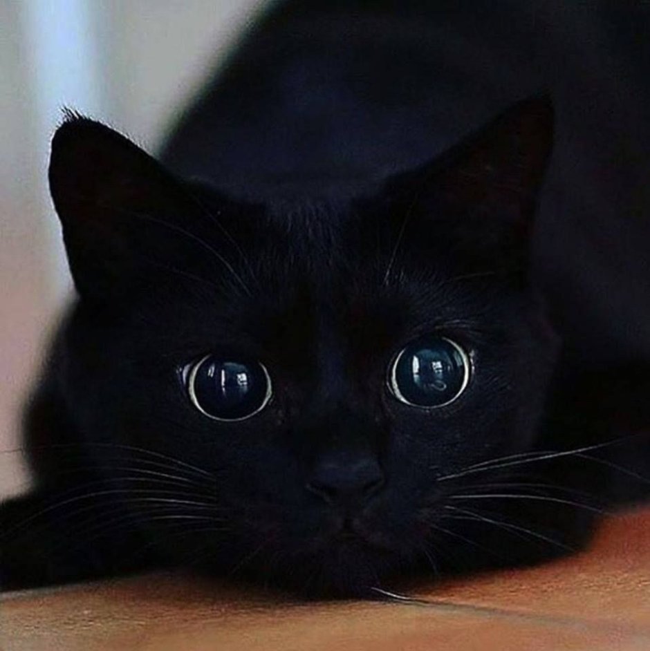 Чёрный кот с зелёными глазами