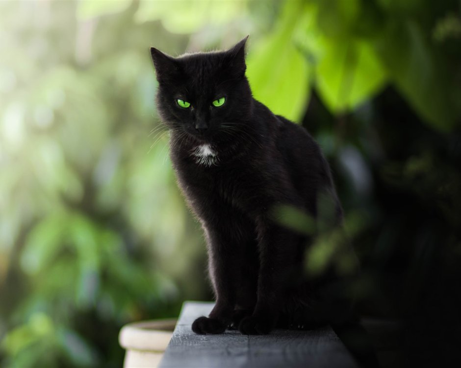 Чёрные коты с зелёными глазами