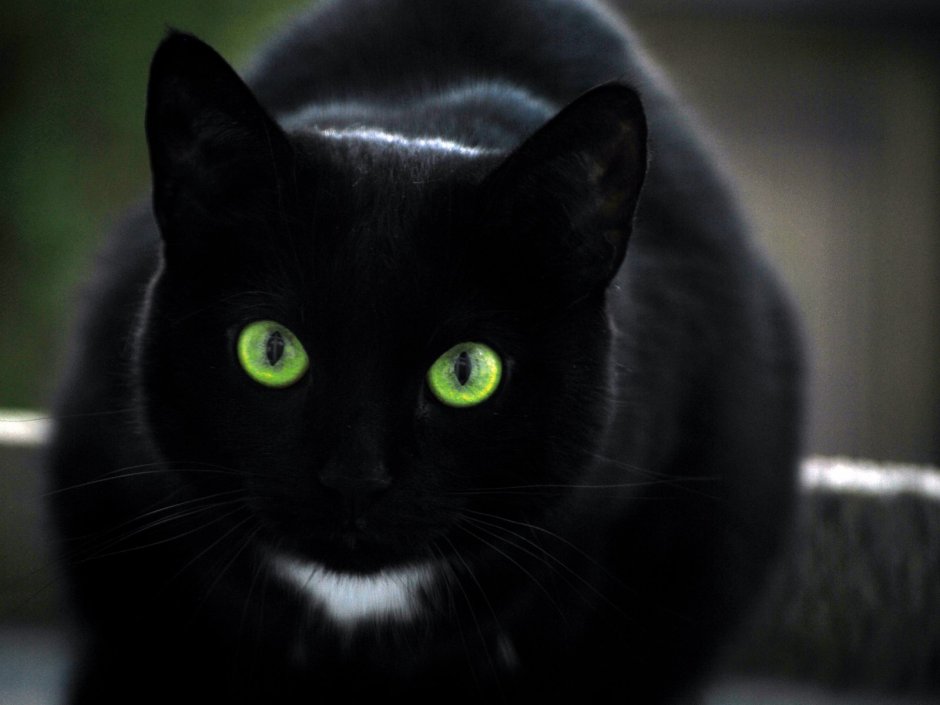 Чёрный кот