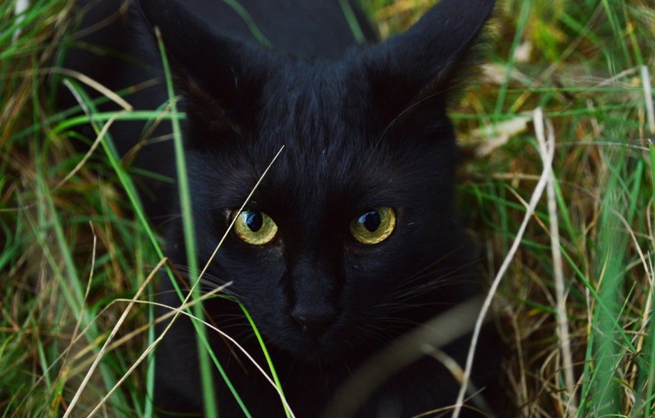 Красивый черный кот