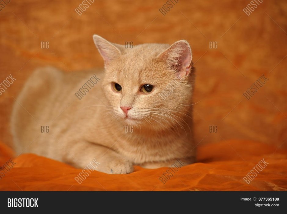 Британский Карташевский кот персиковый
