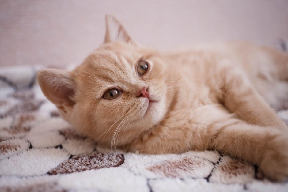 Азиатская табби кошка