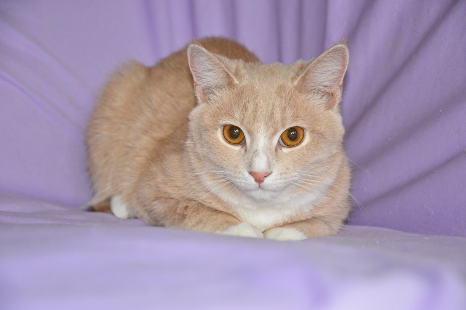 Сибирские коты персикового окраса