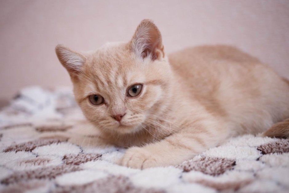 Сибирская кошка персикового окраса