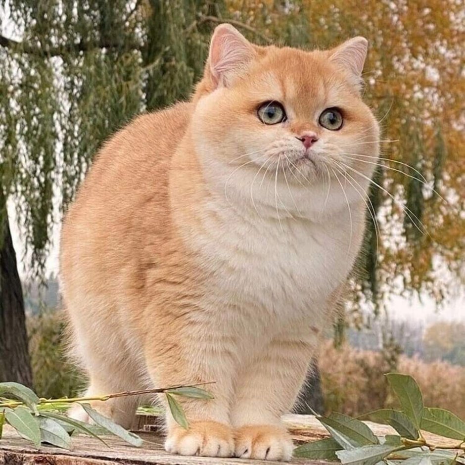 Сибирский гладкошерстный персиковый кот