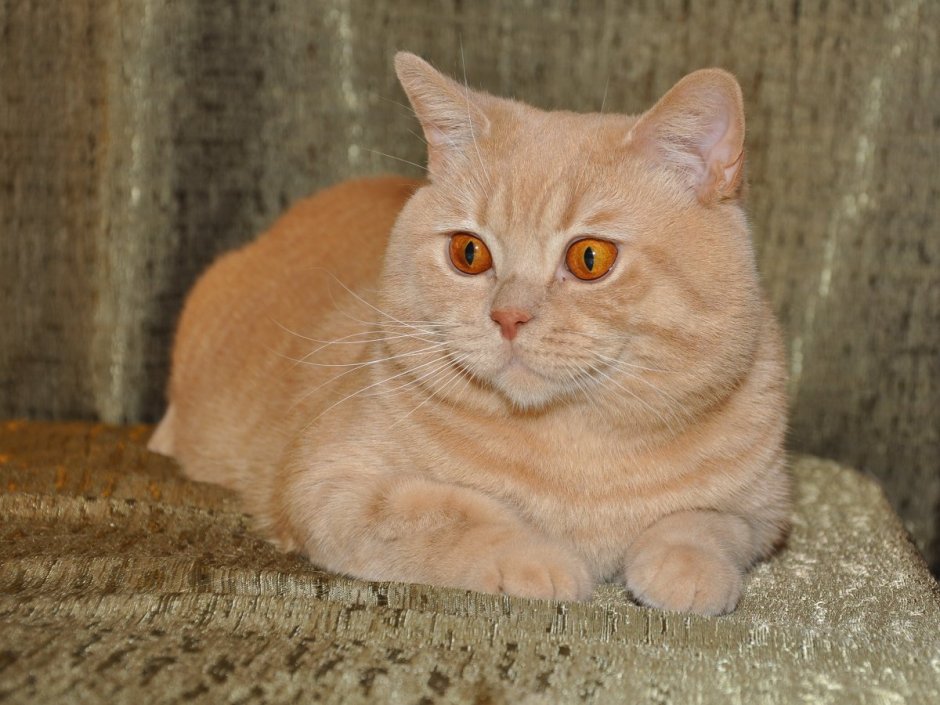 Бежевый котенок