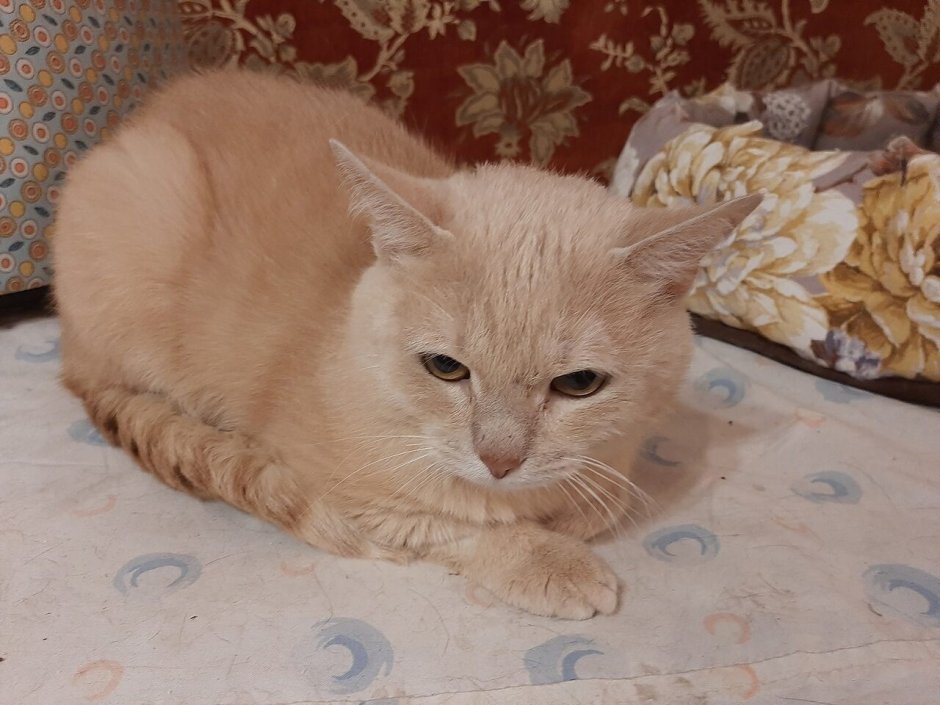 Котята персикового окраса