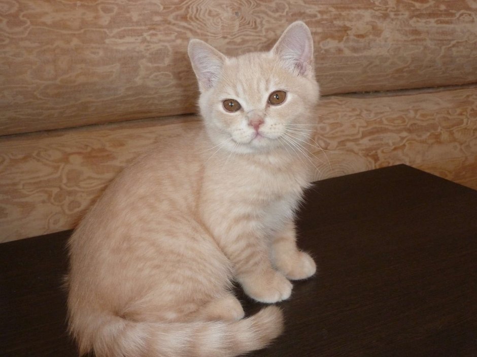 Сибирские коты персикового окраса