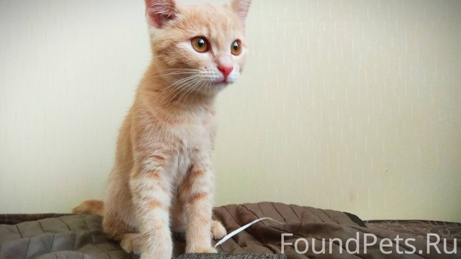 Кот британский гладкошерстный палевый