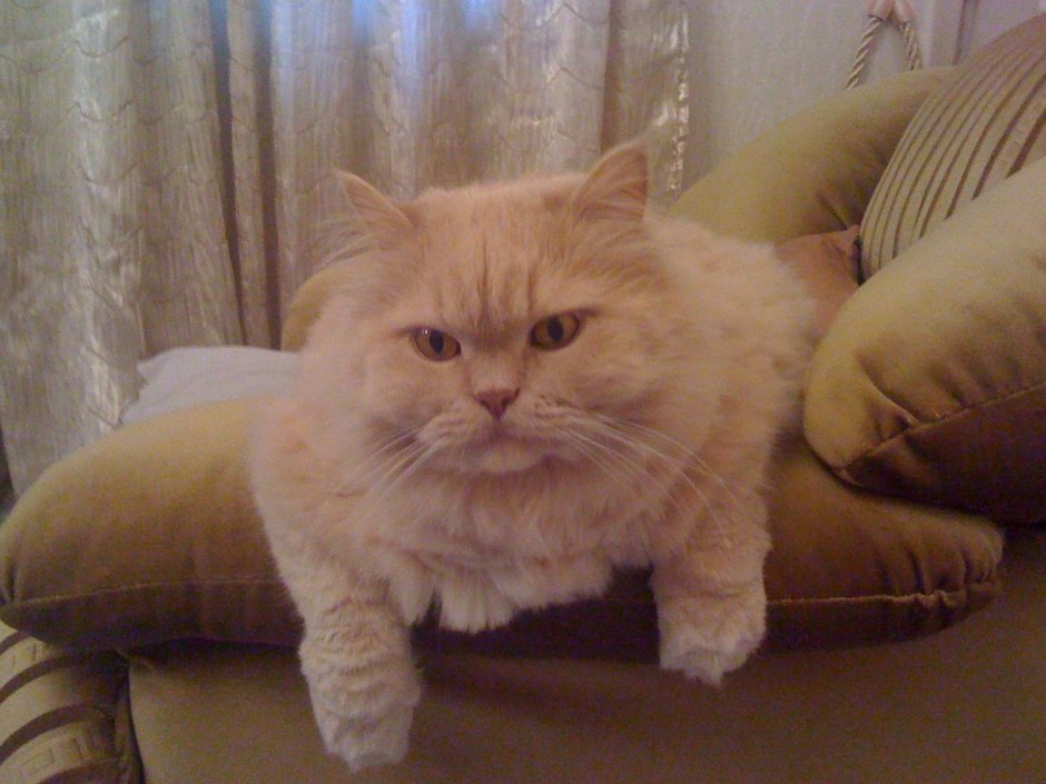 Британский короткошерстный кот рыжий