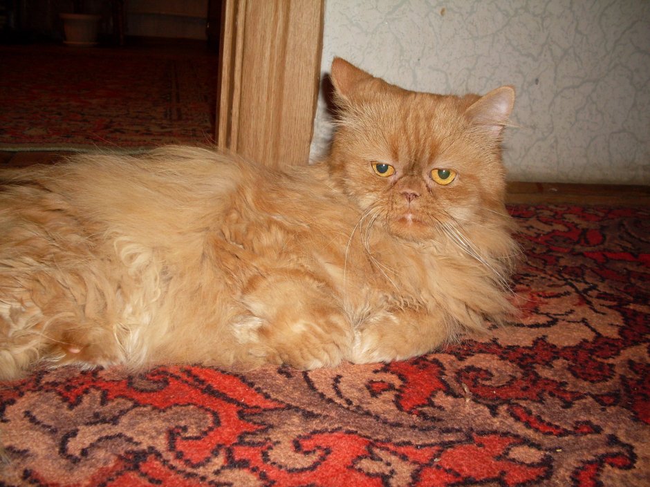 Британская короткошёрстная кошка бежевая