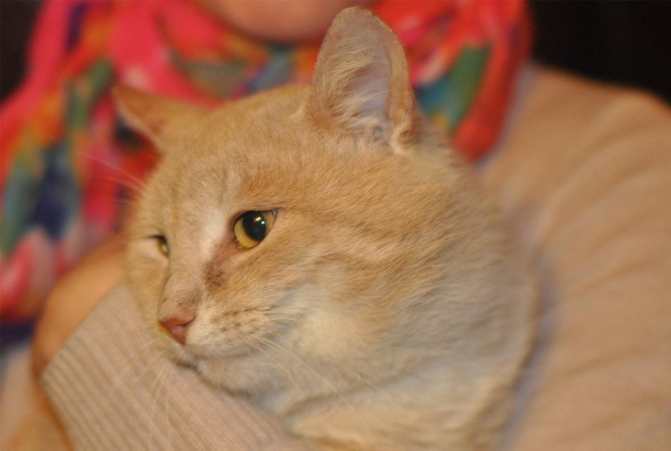 Кот персик