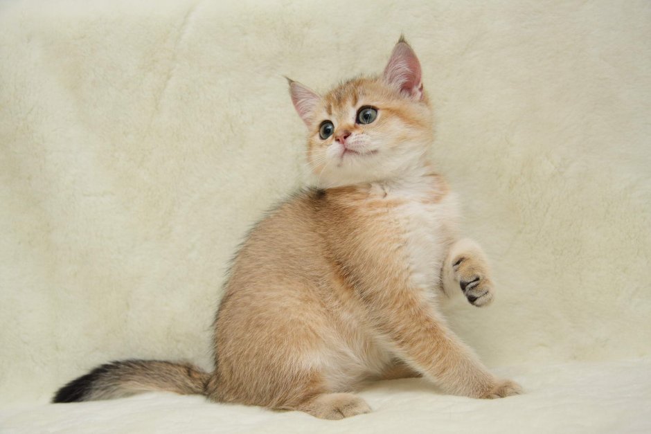 Бежевая кошка