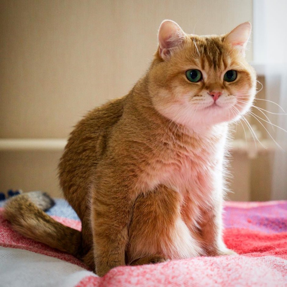 Сибирский метис кот рыжий