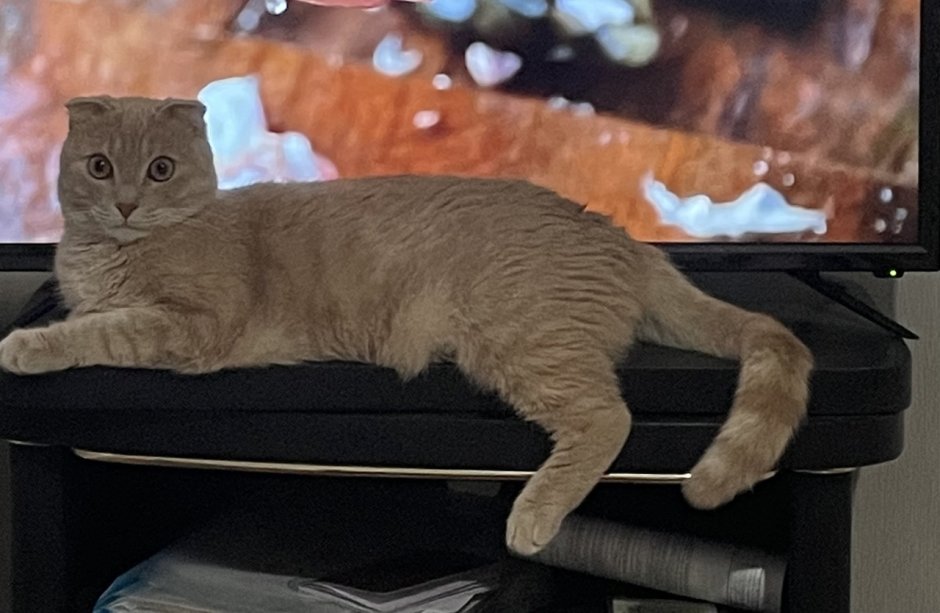 Шотландская кошка прямоухая метис