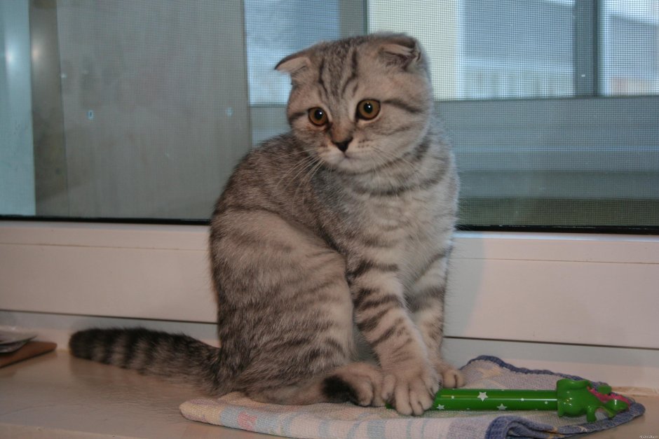 Шотландская вислоухая кошка смесь