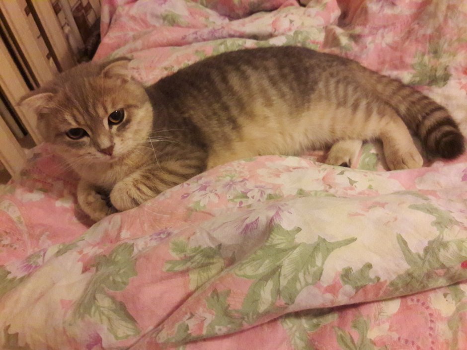 Дымчатый вислоухий котенок