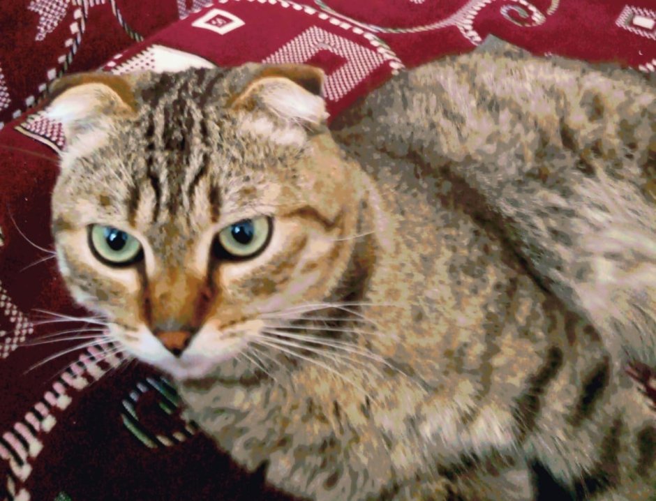 Метис шотландской кошки
