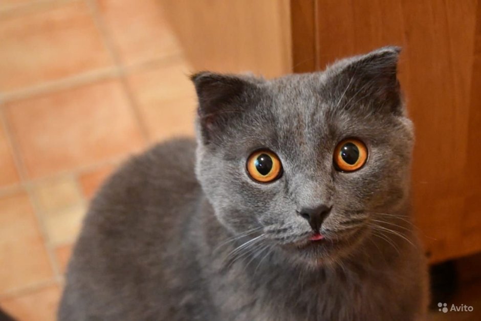 Кошка метис скоттиш фолд