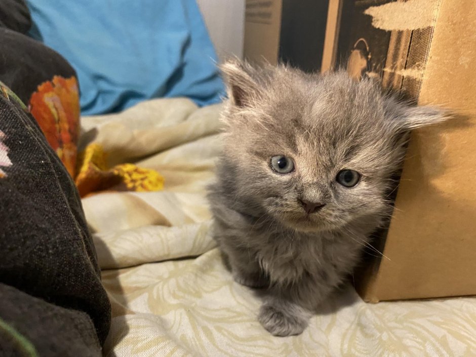 Шотландская вислоухая кошка метис