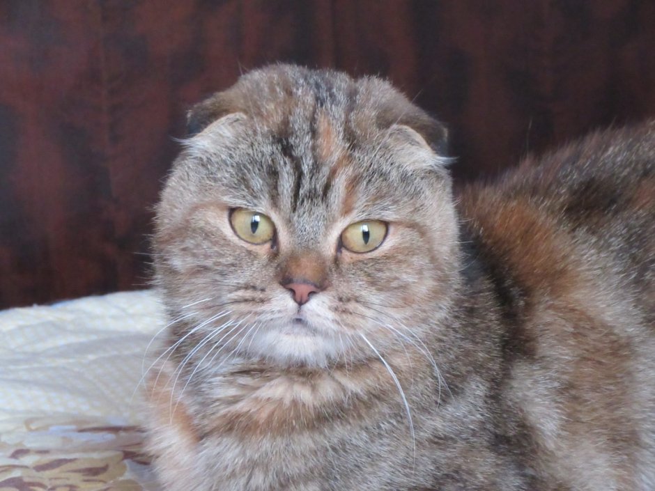 Скоттиш фолд помесь