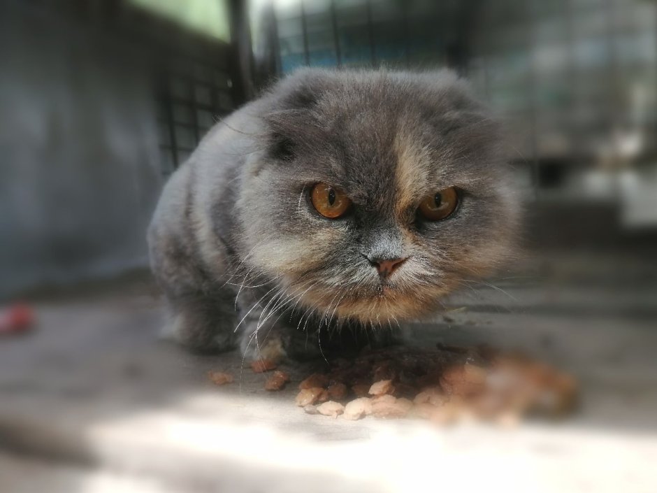 Метисы тайской и британской кошки