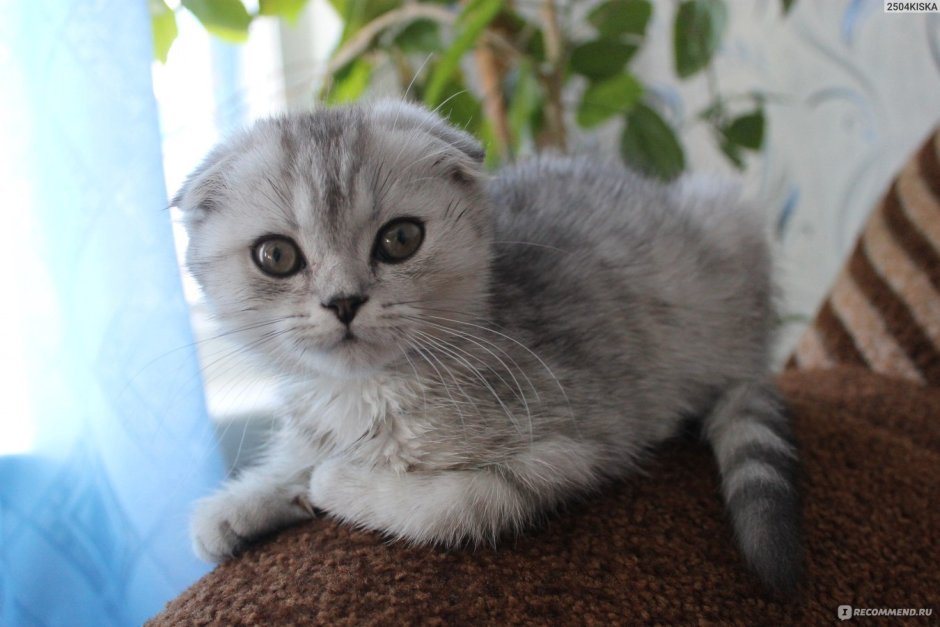 Шотландская вислоухая кошка помесь