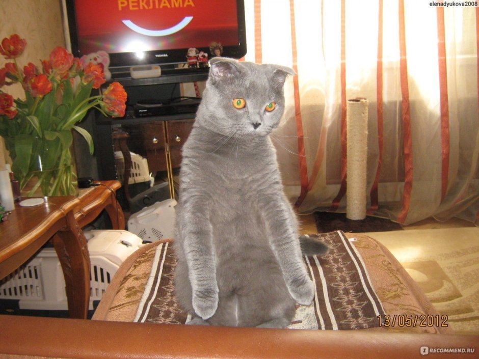 Вислоухий беспородный котенок серый