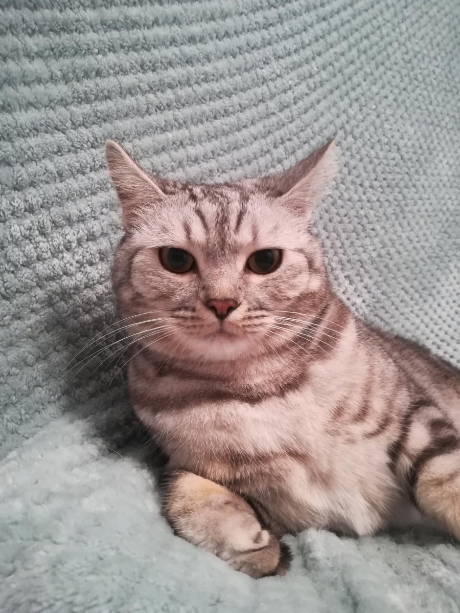 Метис шотландской кошки