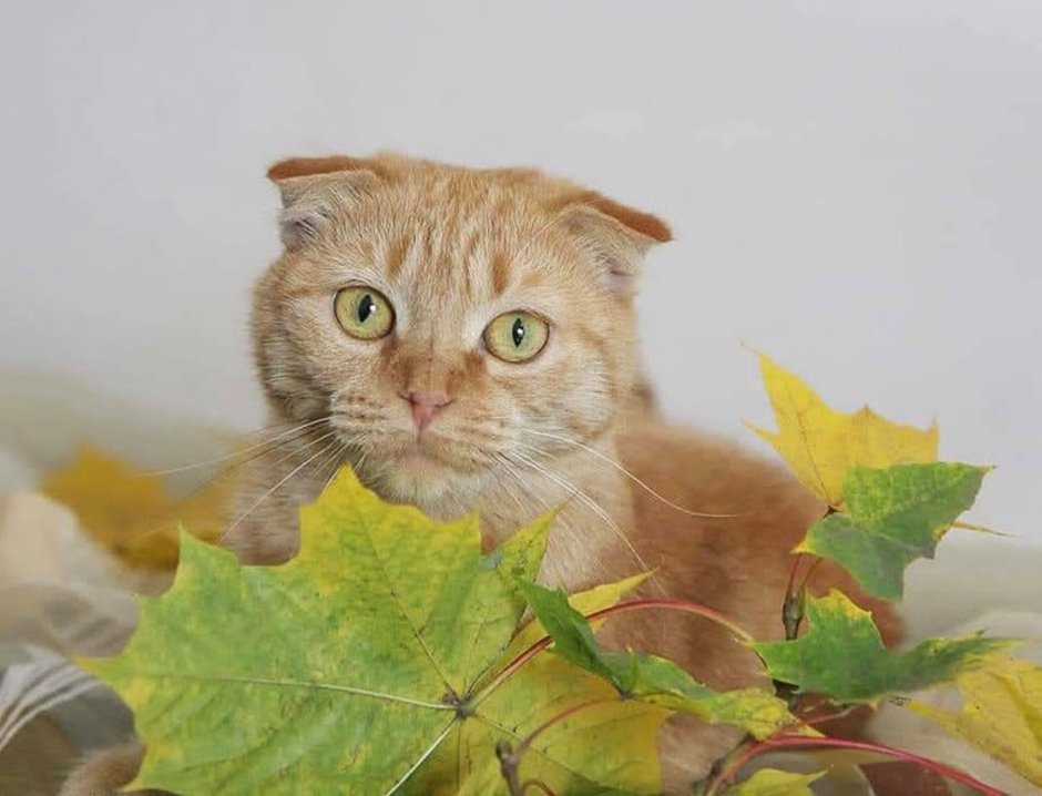 Скоттиш страйт метис