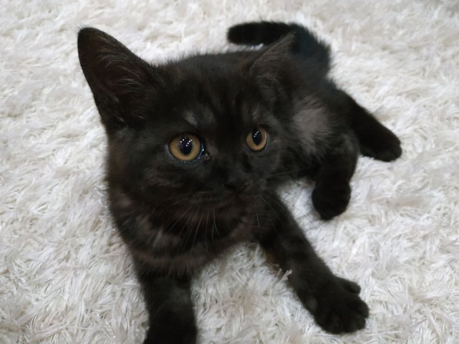 Шотландский прямоухий кот метис