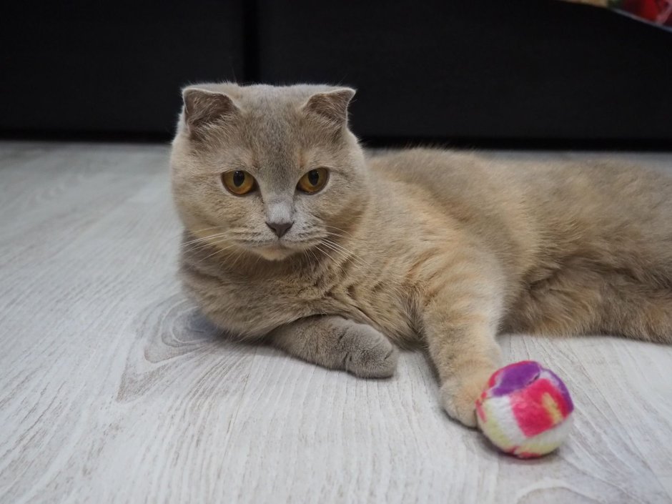 89520164849 Котята Шотландские